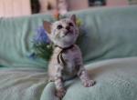 Brown collar Snow mink boy - Bengal Kitten For Sale - Vista&comma; CA&comma; US