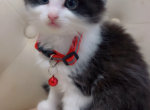 Beautiful kitten ready  for a home - American Longhair Kitten For Sale - Dearborn Heights&comma; MI&comma; US