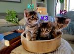 Stella - Bengal Kitten For Adoption - Debary&comma; FL&comma; US
