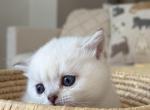 Scottish fold or straight kittens - Scottish Fold Kitten For Sale - Odenton&comma; MD&comma; US
