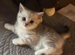 Max - Scottish Straight Kitten For Sale - Philadelphia&comma; PA&comma; US