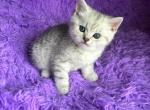 Max1 - Scottish Fold Kitten For Sale - Philadelphia&comma; PA&comma; US