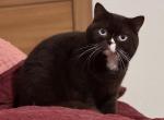 Caspian - British Shorthair Cat For Sale - 