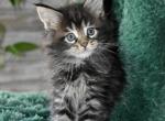 Maine Coon kittens  TICA Registered - Maine Coon Kitten For Sale - Manchester&comma; NH&comma; US
