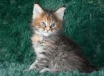 Maine Coon kittens  TICA Registered - Maine Coon Kitten For Sale - 