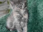 Maine Coon kittens  TICA Registered - Maine Coon Kitten For Sale - Manchester&comma; NH&comma; US