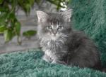 Maine Coons Ready Now TICA Registered - Maine Coon Kitten For Adoption - Manchester&comma; NH&comma; US