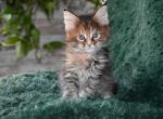 Maine Coons Ready Now TICA Registered - Maine Coon Kitten For Adoption - Manchester&comma; NH&comma; US