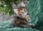 Maine Coons Ready Now TICA Registered - Maine Coon Kitten For Adoption - Manchester&comma; NH&comma; US