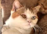 Mosaic - British Shorthair Kitten For Sale - Vacaville&comma; CA&comma; US
