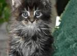 Maine Coons Ready Now TICA Registered - Maine Coon Kitten For Adoption - 