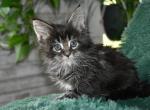 Maine Coons Ready Now TICA Registered - Maine Coon Kitten For Adoption - Manchester&comma; NH&comma; US