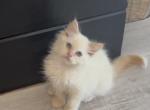 Red Collar - Ragdoll Kitten For Sale - Meadville&comma; PA&comma; US