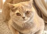 Gia - British Shorthair Cat For Sale/Retired Breeding - Vacaville&comma; CA&comma; US