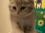 Husky - Scottish Straight Kitten For Sale - Fairfax&comma; VA&comma; US