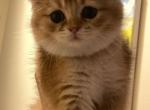 Hazel - Scottish Straight Kitten For Sale - 