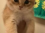 Peanut - Scottish Straight Kitten For Sale - Fairfax&comma; VA&comma; US
