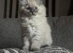 Persian Himalayan Kittens - Persian Kitten For Sale - New York&comma; NY&comma; US