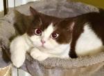 Vienna - British Shorthair Cat For Sale/Service - Vacaville&comma; CA&comma; US