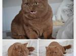 Simona - British Shorthair Cat For Sale/Retired Breeding - Vacaville&comma; CA&comma; US
