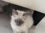 Ragdoll kittens - Ragdoll Kitten For Sale - Charlotte&comma; NC&comma; US