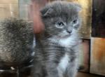 Oscar - Scottish Fold Kitten For Sale - Clackamas&comma; OR&comma; US