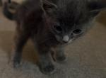 Kitten Russian Blues - Russian Blue Kitten For Sale - Charlotte&comma; NC&comma; US