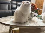 Luna - Ragdoll Kitten For Sale - 