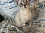 Oreo - Japanese Bobtail Kitten For Sale - Escondido&comma; CA&comma; US