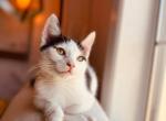 Oreo - Munchkin Cat For Sale - Jemison&comma; AL&comma; US