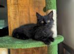 Midnight - Munchkin Kitten For Sale - 