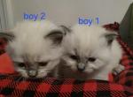 Sammy's boys - Ragdoll Kitten For Sale - Gibsonville&comma; NC&comma; US