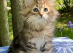 Opal C litter  Clyde - Siberian Kitten For Sale - North East&comma; PA&comma; US