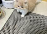 Persian Male - Persian Kitten For Sale - Ontario&comma; NY&comma; US