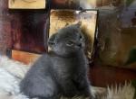 Stella - Scottish Fold Kitten For Sale - Clackamas&comma; OR&comma; US