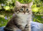 Opal C litter  Caspar - Siberian Kitten For Sale - North East&comma; PA&comma; US
