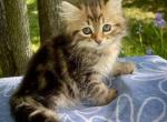 Opal C litter  Clover - Siberian Kitten For Sale - North East&comma; PA&comma; US