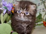 CAPUCCINO - Persian Kitten For Sale - 