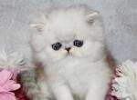Alvin - Persian Kitten For Sale - 