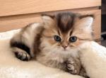 Jerry - Persian Kitten For Sale - Manhattan&comma; NY&comma; US