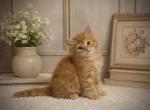 Siberian kittens - Siberian Kitten For Sale - Plano&comma; TX&comma; US
