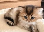 LEO - Persian Kitten For Sale - Manhattan&comma; NY&comma; US