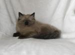 Midi's Litter - Ragdoll Kitten For Sale - WI&comma; US
