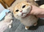 Cersei - Munchkin Kitten For Sale - New York&comma; NY&comma; US