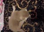 Tickle Me Fawn - Abyssinian Kitten For Sale - Plymouth&comma; WI&comma; US