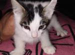 Fiona - Turkish Van Kitten For Sale - Chatsworth&comma; CA&comma; US