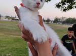 krypto - Turkish Van Kitten For Sale - Chatsworth&comma; CA&comma; US