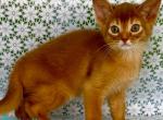 Baks - Abyssinian Kitten For Sale - Norwalk&comma; CT&comma; US