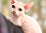 Wall E - Devon Rex Kitten For Sale - Defuniak Springs&comma; FL&comma; US