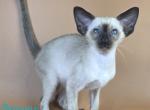 Wisp - Siamese Kitten For Sale - Hollywood&comma; FL&comma; US